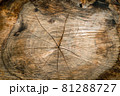 Wooden surface and texture of pine tree cut 81288727
