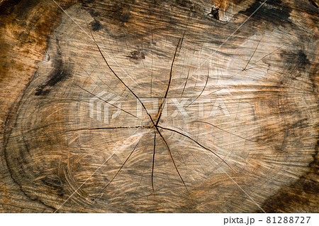 Wooden surface and texture of pine tree cut 81288727