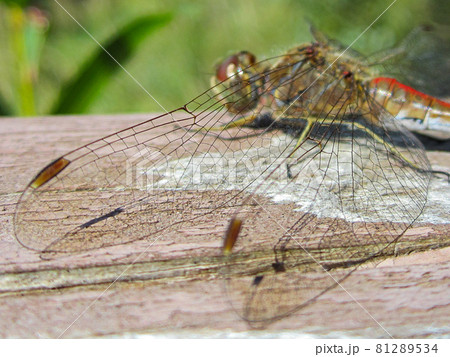 Close-up shot of transparent dragonfly wings over a wooden railing. Focus on the wings. Close-up shot of transparent dragonfly wings over a wooden railing. Focus on the wings. 81289534