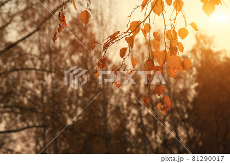 Yellow birch leaves are illuminated by bright rays of the sun. A joyful autumn evening mood. Close-up. Defocus. Tree leaves 81290017