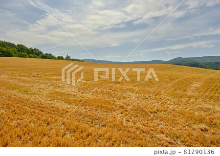 a large wheat field has been harvested 81290136