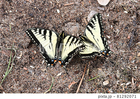 Two Canadian Tiger Swallowtail butterflies rest on the ground Two Canadian Tiger Swallowtail butterflies rest on the ground 81292071