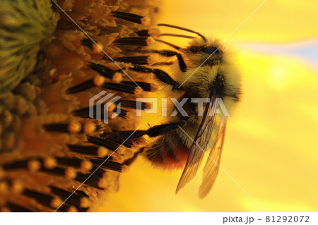 Macro of a bumble bee on a sunflower against a yellow background 81292072