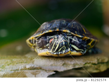 Pond Slider, Red-eared Turtle Close-up Pond Slider, Red-eared Turtle Close-up 81292574