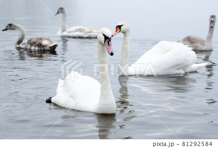 Beautiful white elegant swans bird on a foggy winter river. 81292584
