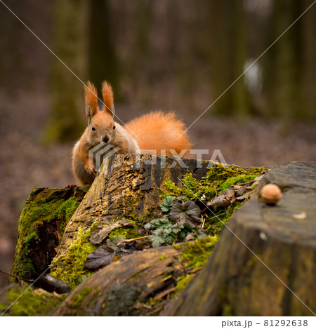 Red fluffy squirrel in a autumn forest. Curious red fur animal among dried leaves. 81292638