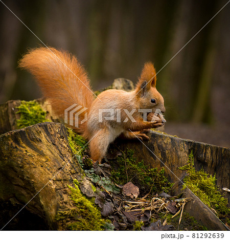Red fluffy squirrel in a autumn forest. Curious red fur animal among dried leaves. 81292639