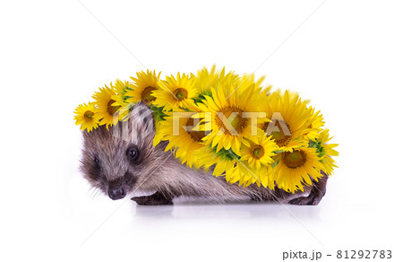 Cute little Hedgehog covered by flowers of bright yellow sunflowers against a white background. Animal portrait. Cute little Hedgehog covered by flowers of bright yellow sunflowers against a white background. Animal portrait. 81292783