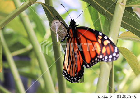 Closeup of a monarch butterfly emerging from a chrysalis 81292846