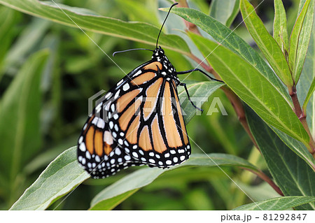 Closeup of a monarch butterfly on a grassy background 81292847