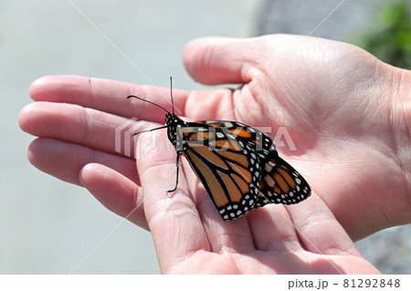 Closeup of a monarch butterfly crawling on a human hand 81292848