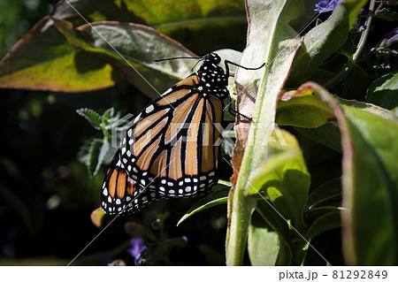 A monarch butterfly on grass against a dark background A monarch butterfly on grass against a dark background 81292849