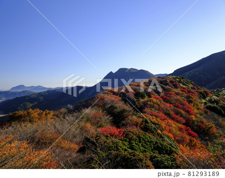 九重 紅葉 九重 紅葉 81293189