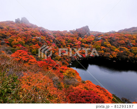 九重 紅葉 九重 紅葉 81293197