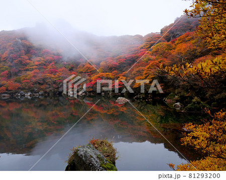 九重　紅葉 81293200