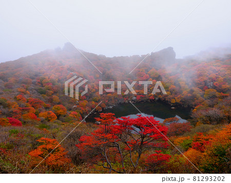 九重 紅葉 九重 紅葉 81293202