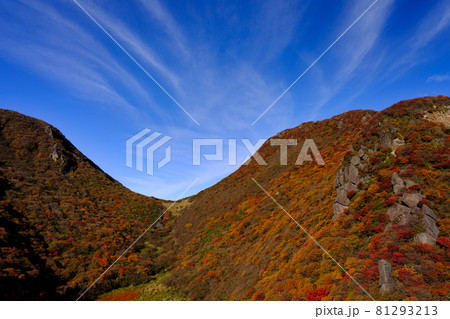九重　紅葉 81293213