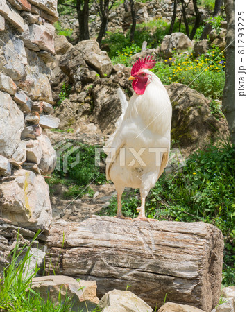 portait of a proud white rooster standing on a  trunk 81293225