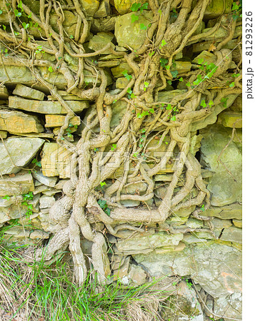 big gnarled trunk of an  ivy on a old stone wall 81293226