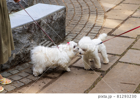 公園でお互いの匂いを嗅ぐ2匹の白い犬の写真素材