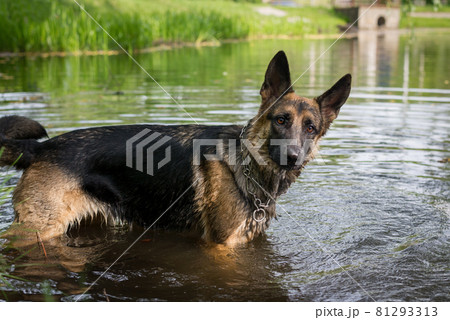 Young German Shepherd dog jumping and playing in the lake water 81293313