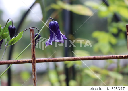 紫のクレマチスソシアリス 81293347