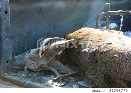 Fresh Deer Kill on the Back of a Truck 81293779