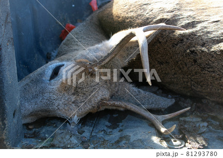 Fresh Deer Kill on the Back of a Truck Fresh Deer Kill on the Back of a Truck 81293780