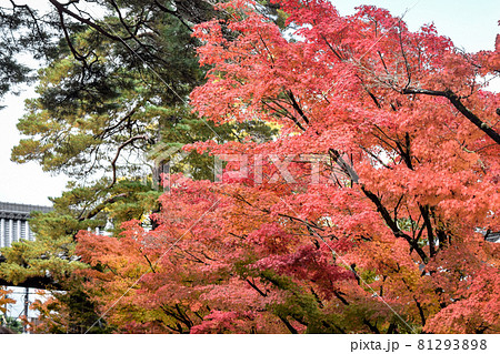 京都の秋、蹴上げを散策する 京都の秋、蹴上げを散策する 81293898