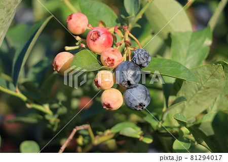 ブルーベリーの実　たくさん実ったブルーベリー 81294017