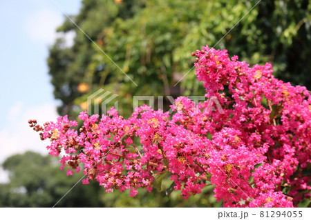ピンクの百日紅の花と奥にぼんやり見える緑の樹々 ピンクの百日紅の花と奥にぼんやり見える緑の樹々 81294055