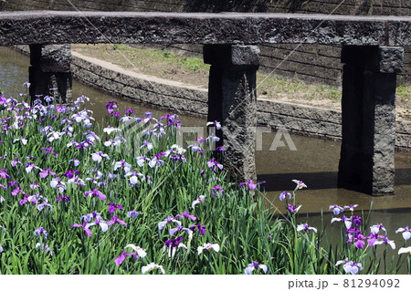 高瀬裏川水際緑地公園 花ショウブの風景 高瀬裏川水際緑地公園 花ショウブの風景 81294092