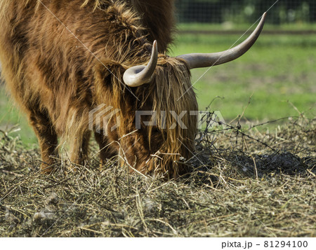 Highland, Scottish breed of rustic cattle. Furry cow eats hay in paddock. Farm animal grazes outdoors at summer. 81294100