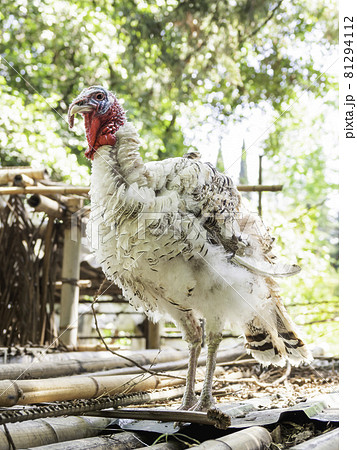 Turkey is standing full-length on roof of chicken coop made of bamboo trunks. Farm bird in paddock at sunny day. 81294112
