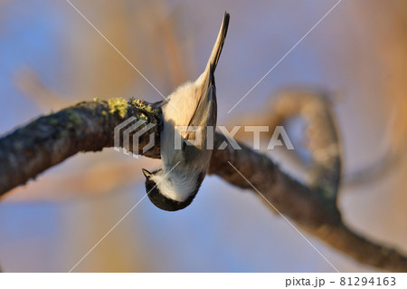 前転コガラ 前転コガラ 81294163