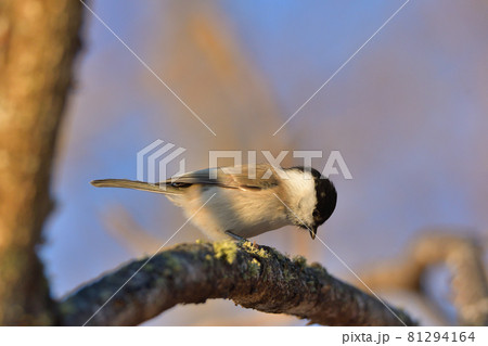 挨拶コガラ 挨拶コガラ 81294164