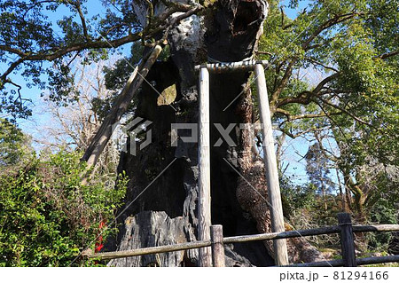 旗山神社の大楠 旗山神社の大楠 81294166