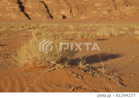【ヨルダン】ワディラム、砂漠に生える草と岩山の風景 【ヨルダン】ワディラム、砂漠に生える草と岩山の風景 81294277