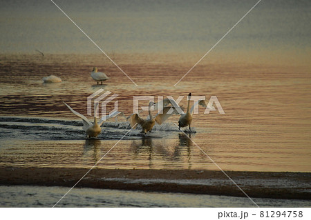 猪苗代湖の白鳥 81294758