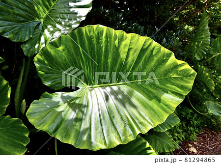 沖縄県宮古島 大きなクワズイモの葉 沖縄県宮古島 大きなクワズイモの葉 81294865