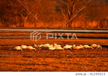 猪苗代の白鳥 81295013