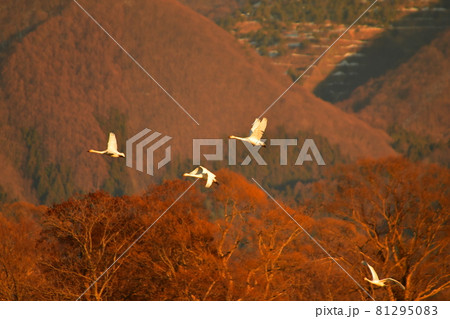 猪苗代の白鳥 81295083