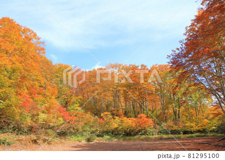 なべくら高原の紅葉　茶屋池畔のブナ林 81295100