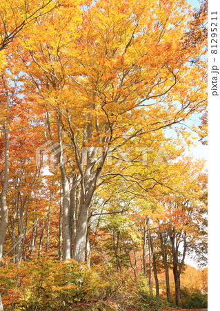 なべくら高原の紅葉　茶屋池畔のブナ林 81295211