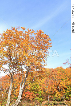 なべくら高原の紅葉 茶屋池畔のブナ林 なべくら高原の紅葉 茶屋池畔のブナ林 81295212
