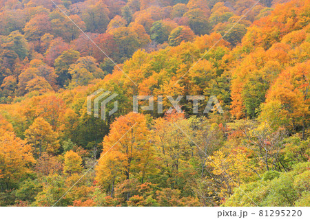 秋のなべくら高原　巨木の谷　ブナの森 81295220