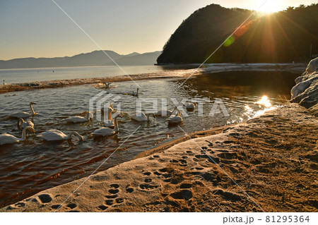 猪苗代湖の白鳥 81295364