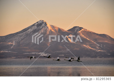 猪苗代湖の白鳥 81295365