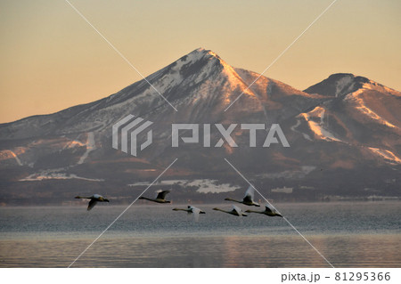 猪苗代湖の白鳥 81295366