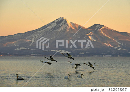 猪苗代湖の白鳥 81295367